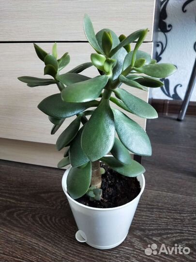 Крассула толстянка