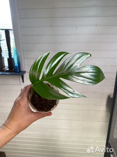 Ароидные разные