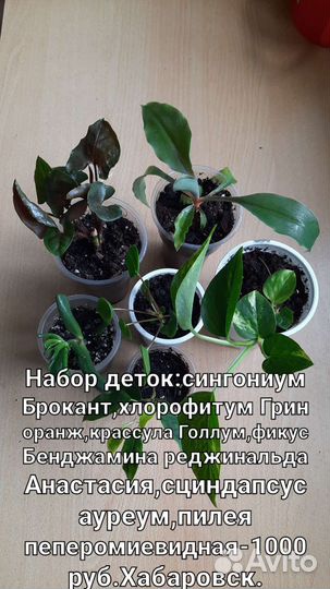 Комнатные цветы
