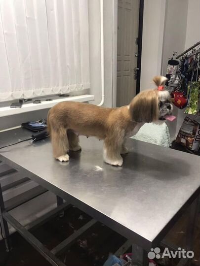 Услуги грумера