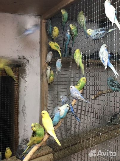 Волнистые попугаи домашнего разведения