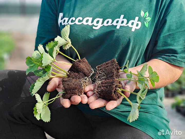 Рассада клубники. Крупная ягода