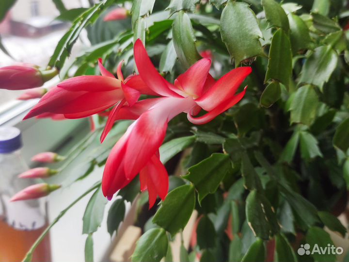 Декабрист шлюмбергера персикового и розового цвета