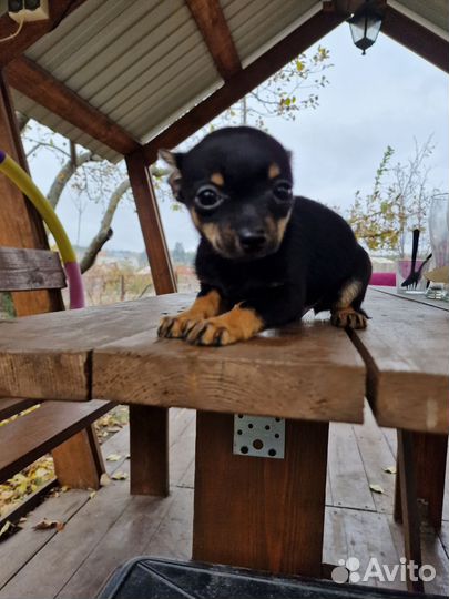 Продам щенков той-терьера