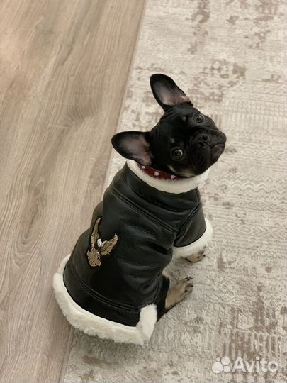 Куртка для собаки