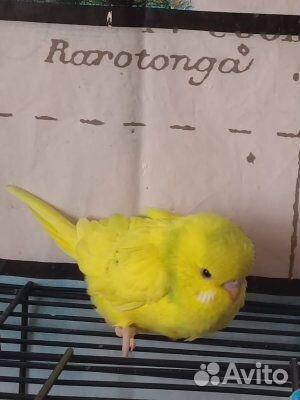 Птенец чех ввп