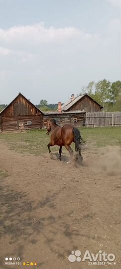 Лошадь