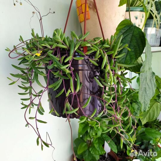 Крестовник роули