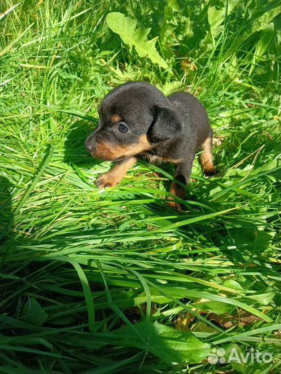 Щенки ягдтерьера