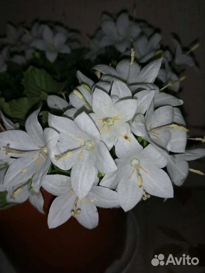 Кампанулла