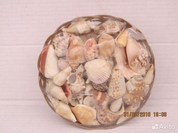 Продаются ракушки