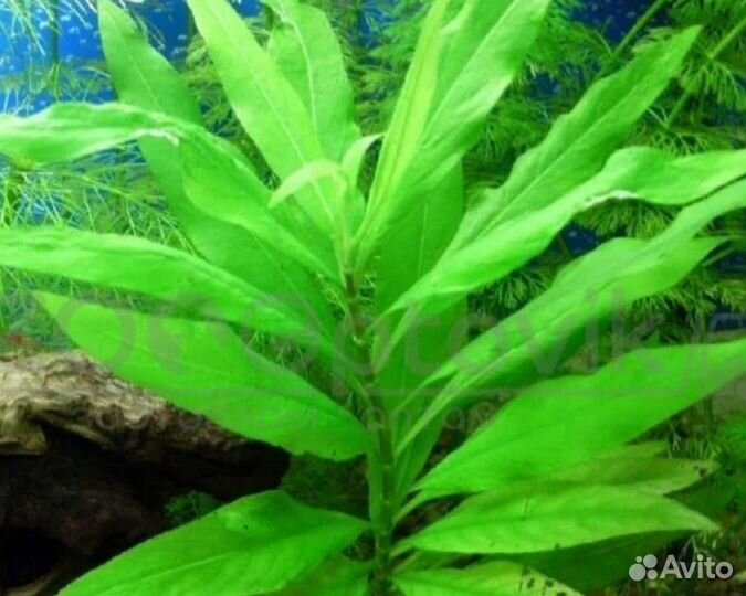 Растения для аквариума бесплатно