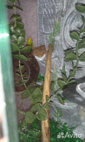 Реснитчатый бананоед с террариумом и кормом