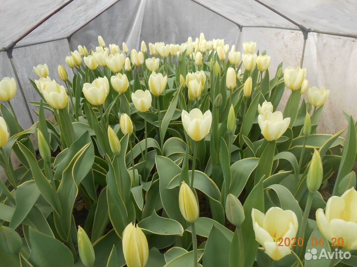 Луковицы тюльпанов