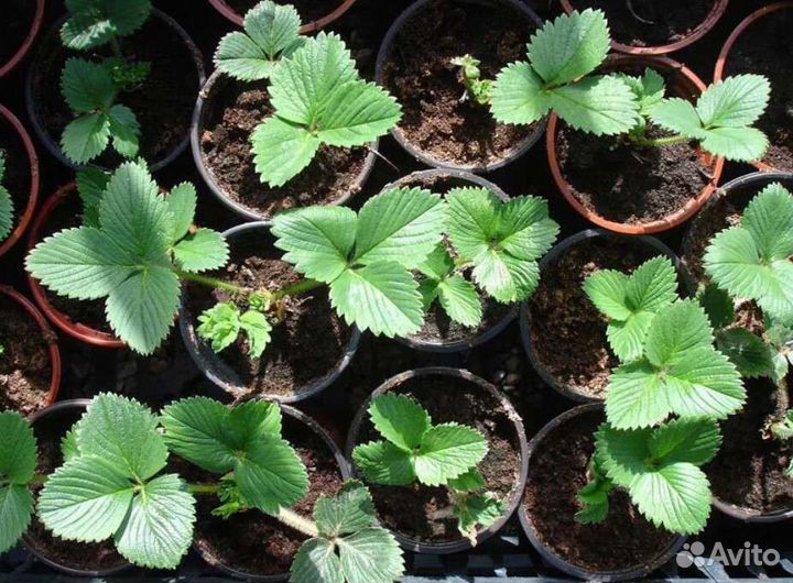 Саженцы клубники: фестивальная, машенька, купчиха