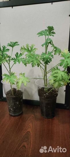 Герань душистая,лимонная