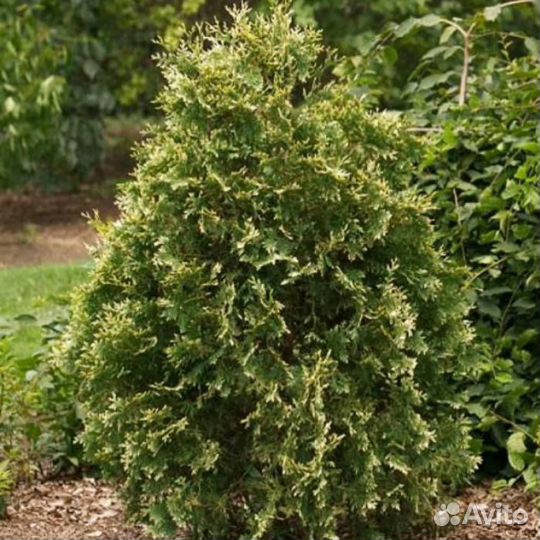 Хвойные растения