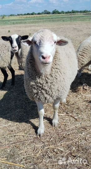 Баран на племя