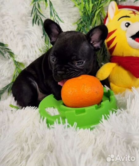 Французский бульдог чёрные щенки