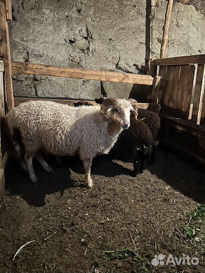 Баран производитель
