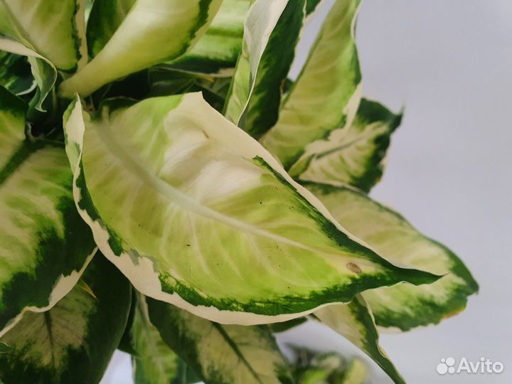 Дифенбахия, Шефлера, Аспарагус