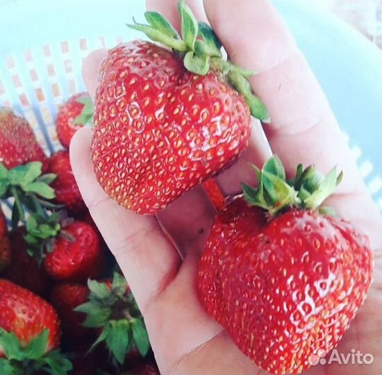 Рассада Клубники
