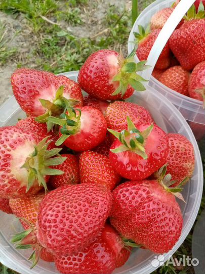 Усы клубнике