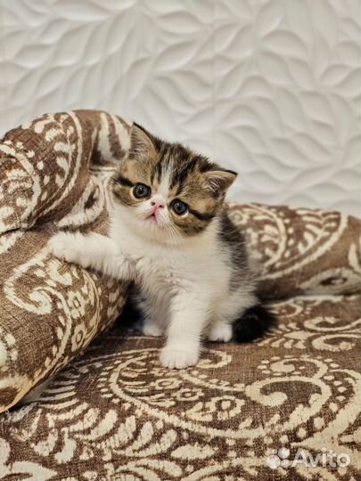 Экзотические