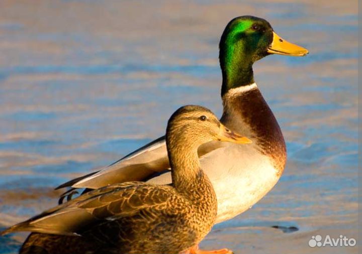 Подсадные утки