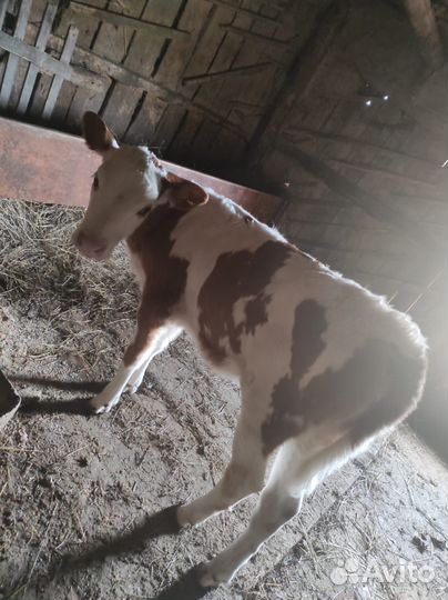 Телка и бычок