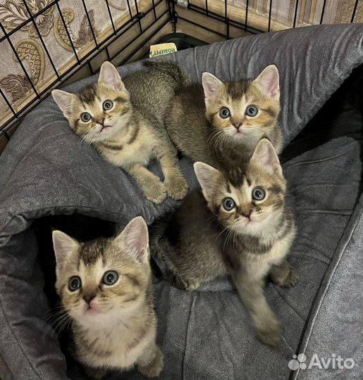 Котята бесплатно