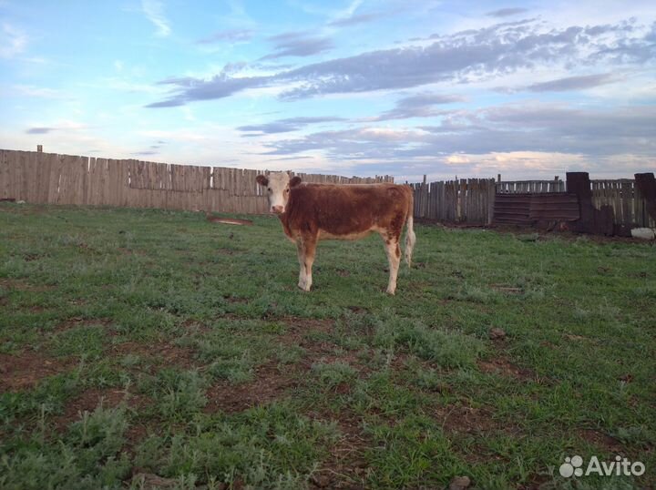 Корова, бычки