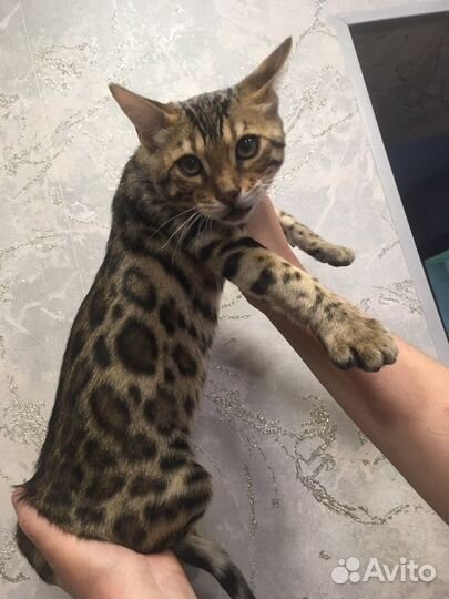 Бенгальские котята