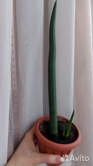 Комнатные растения