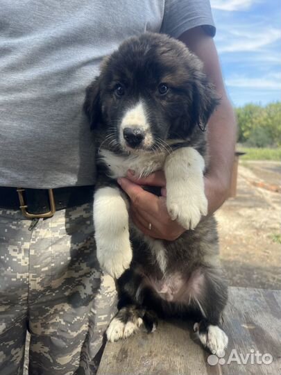 Щенок мальчик