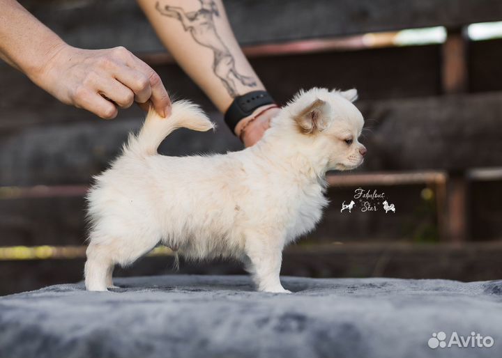 Чихуахуа парень