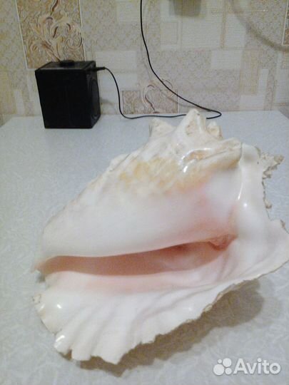 Большая морская раковина 25*20см