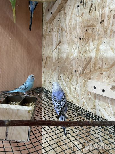 Попугай с клеткой продам