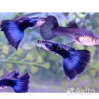 Гуппи неоновые