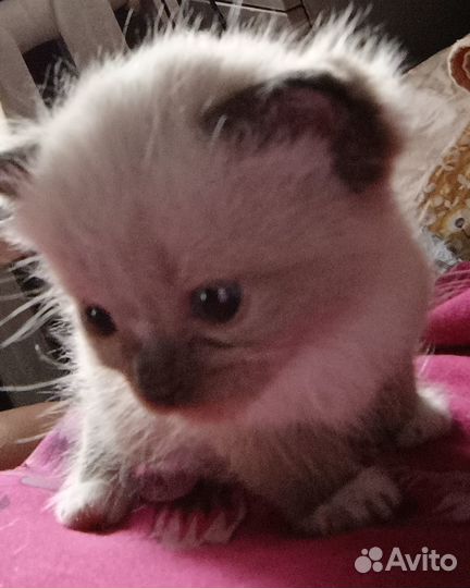 Отдам в добрые руки котят