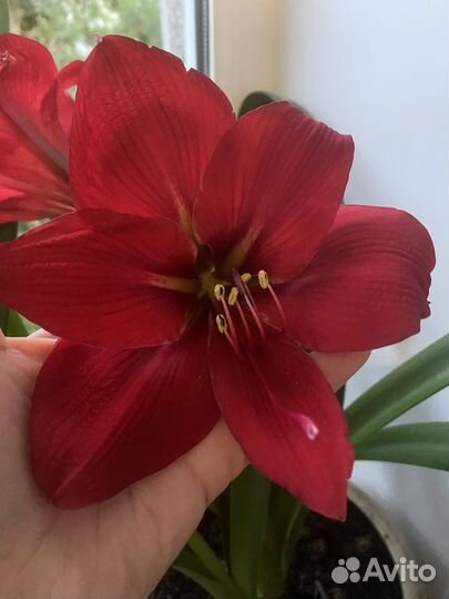 Гиппиаструм