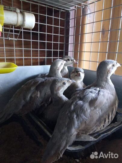 Кеклики взрослые яйца.Выращиваем на заказ от 50 ци