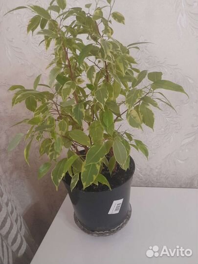 Фикус бенджамина