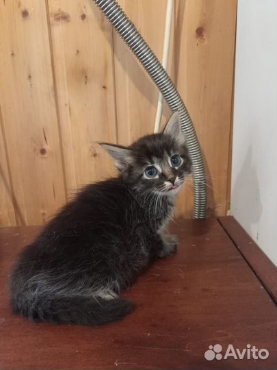 Котята ищут семью