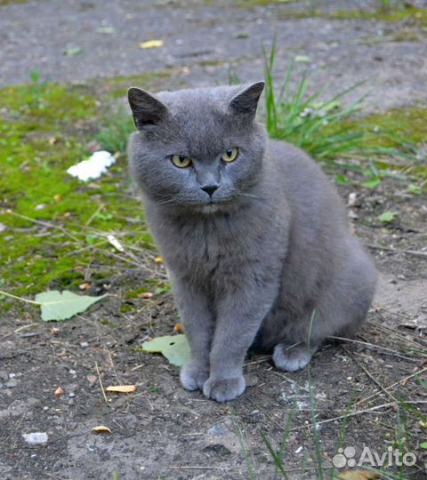Кот нуждается в доме
