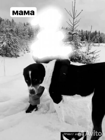 Щенки чистокровных алабаев