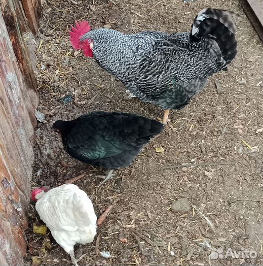 Куры молодки