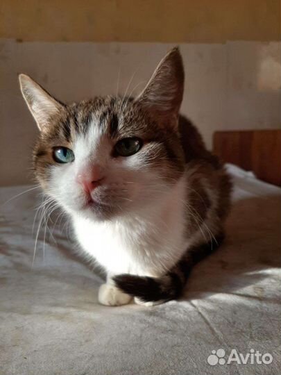 Кошка Кнопочка осталась без хозяйки