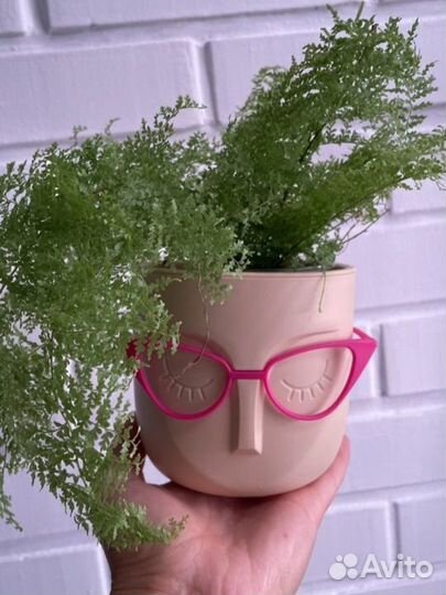 Папоротники глориоза мариса и дассада