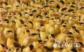 Утята муларды